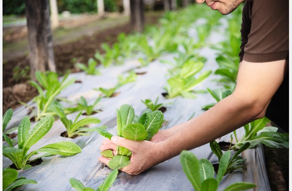 Farmer Garden